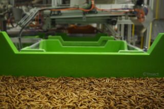 Image Farming Insects Gains Ground as Demand for Protein Escalates